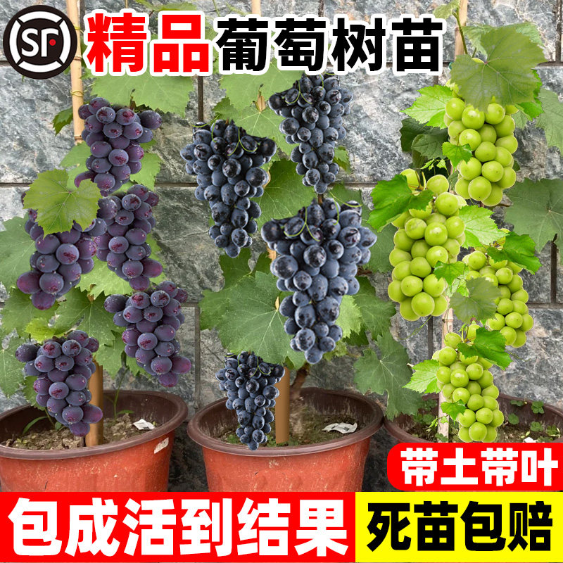 葡萄树苖巨峰阳光玫瑰果树果苗盆栽南方北方耐寒四季种植地栽蓝莓