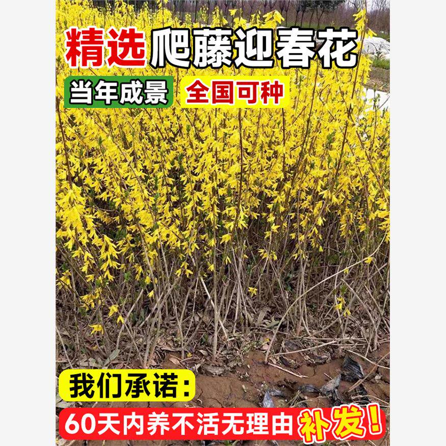 迎春花树苗盆栽带花苞老桩盆景报春花连翘花庭院植物四季绿化树苗