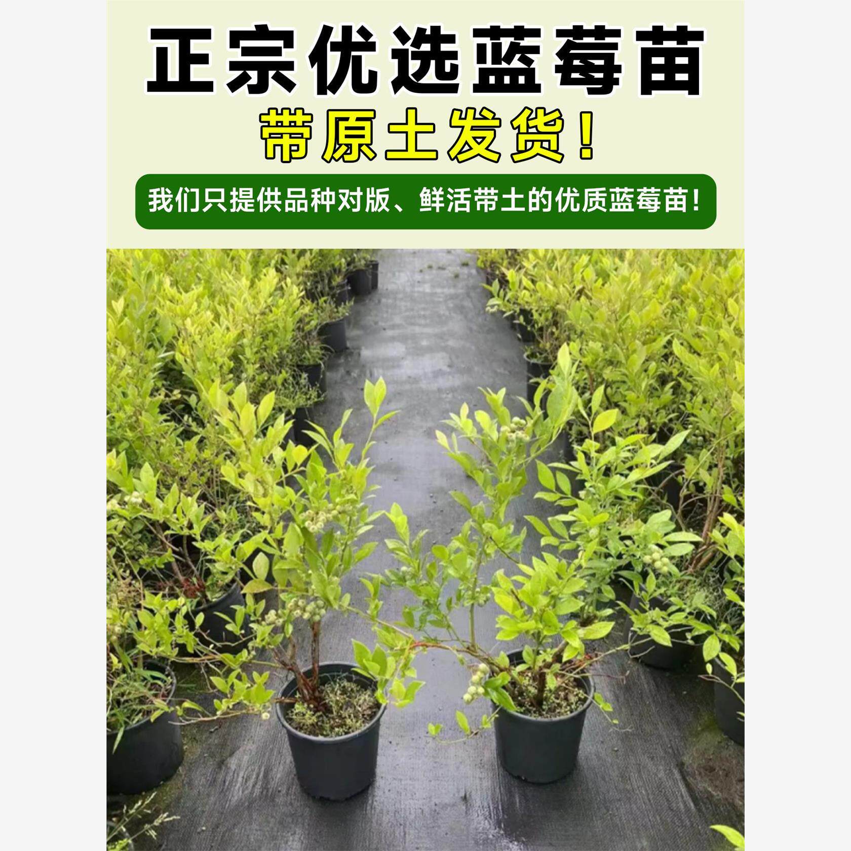 蓝莓树果苗盆栽带果带花苞花香苗地栽南方北方种植L25特大号果树