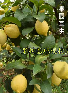 柠檬树苗 嫁接 尤力克 可盆栽地栽种植果树 四川安岳品种 果苗