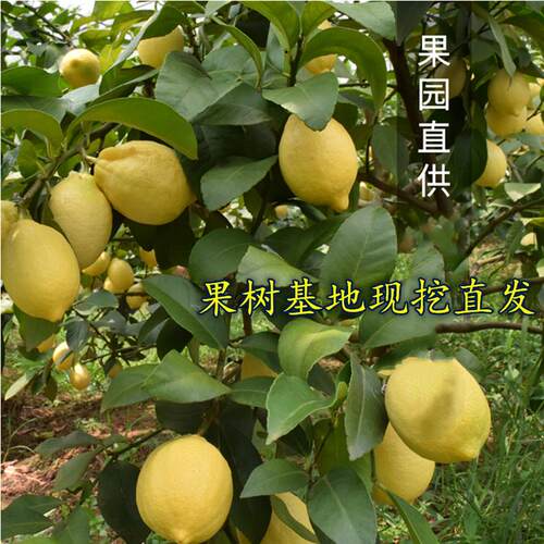 柠檬树苗 嫁接 尤力克 可盆栽地栽种植果树 四川安岳品种 果苗