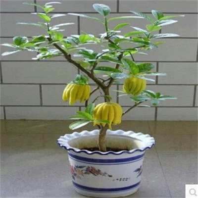 佛手苗金佛手树苗带花果四季阳台室内盆栽庭院种植佛手柑当年结果
