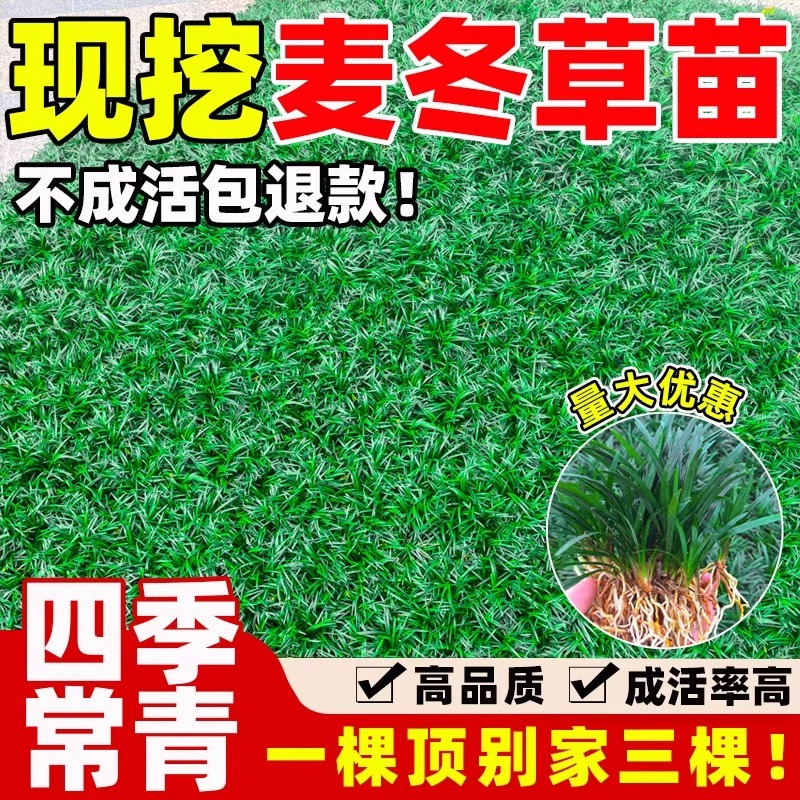四季常青麦冬草苗耐寒日