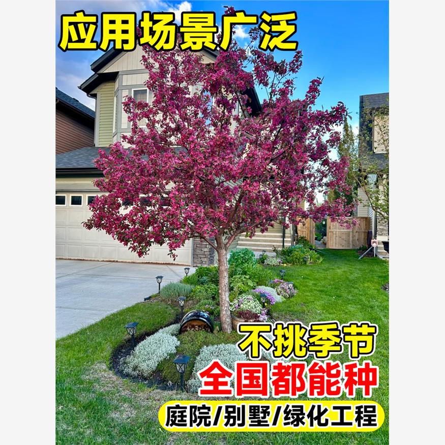 海棠树苗庭院地栽大型高