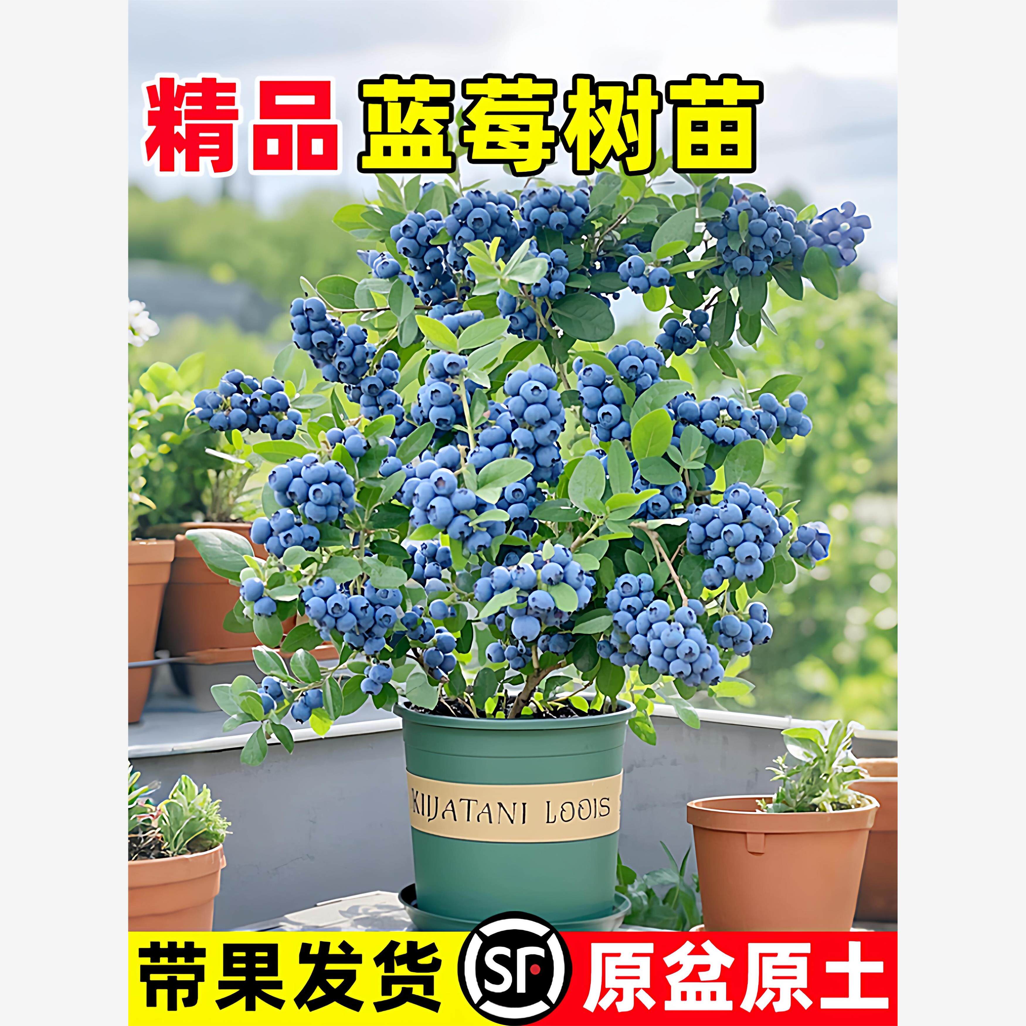 蓝莓树果苗带果子发货 特大蓝莓树阳台盆栽南北方种植L25四季结果