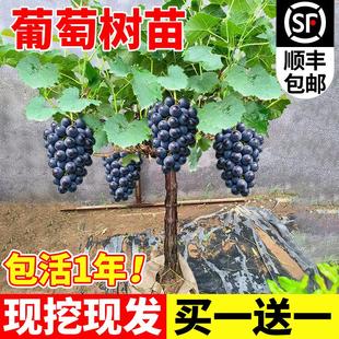 巨峰葡萄树苖阳光玫瑰果树果苗杯苗盆栽南北方耐寒四季种植院爬藤