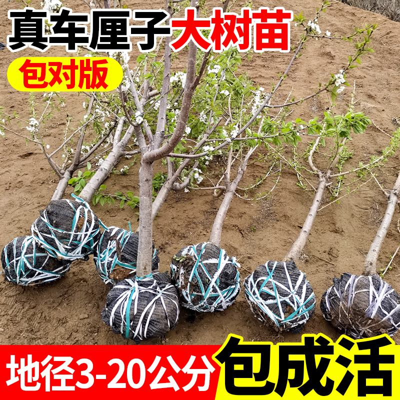 特大樱桃树苖当年结果南