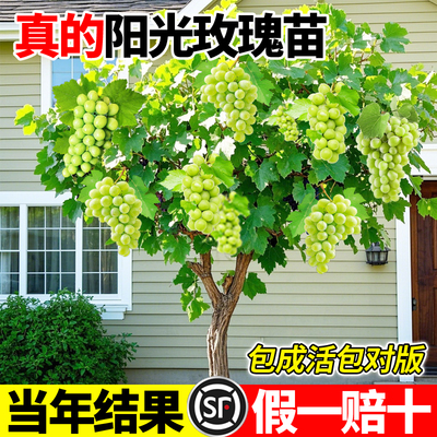 阳光玫瑰葡萄苗老桩嫁接