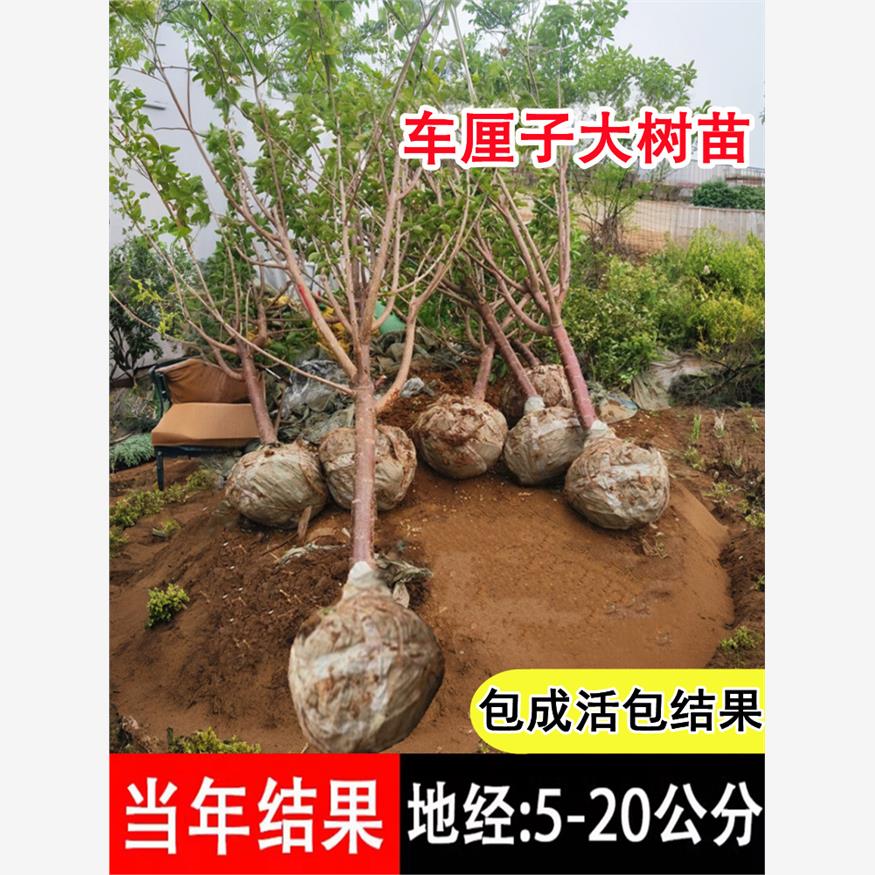 特大车厘子树苗南北方种