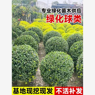 红花继木球红叶石楠球树