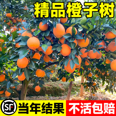 江西赣南脐橙苗嫁接纽荷