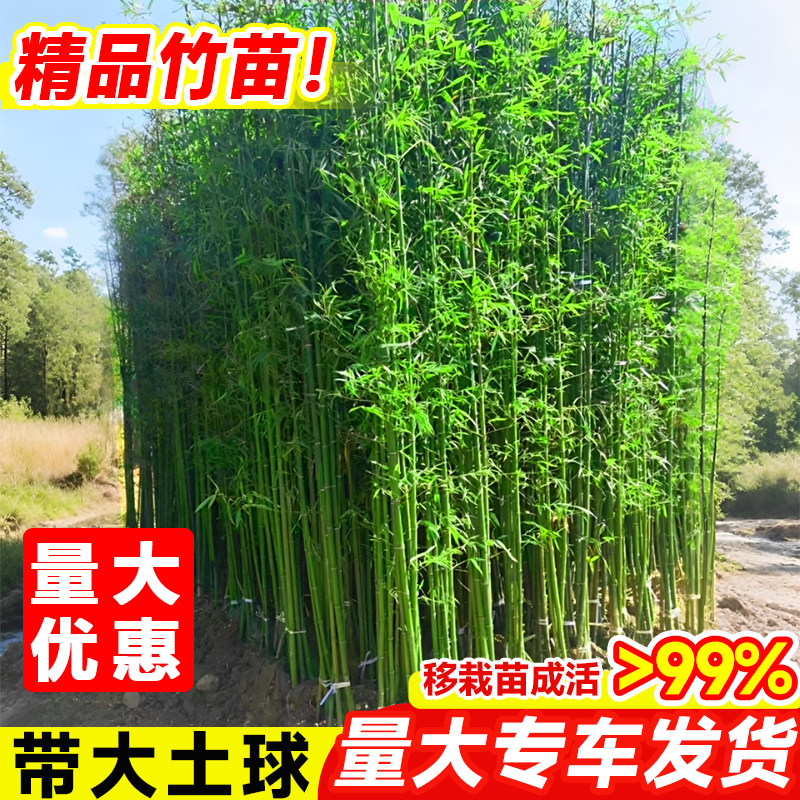 竹子苗庭院四季长青毛竹紫竹青竹金镶玉竹观赏名贵竹子苗北方耐寒