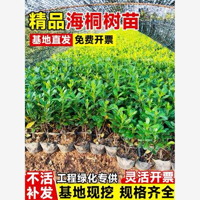 海桐树苗庭院绿化球篱笆