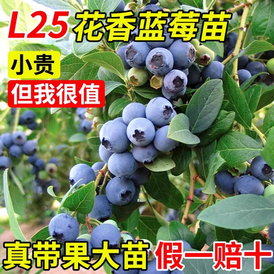 蓝莓树果苗带果L25特大号