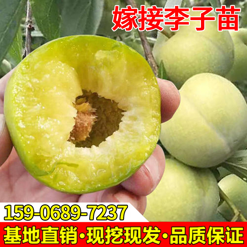 蜂糖李子树苗西梅苗嫁接