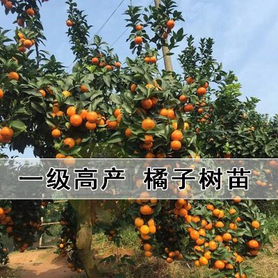 嫁接正宗砂糖桔子苗红美