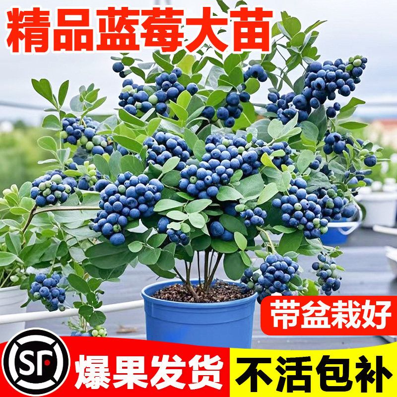 蓝莓树果苗特大号带果子发货阳台盆栽水果果树苗南方北方种植L25