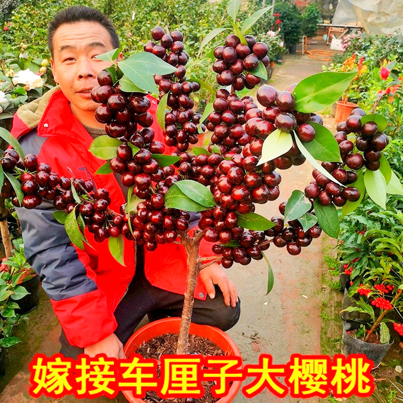 嫁接车厘子树苗樱桃树特
