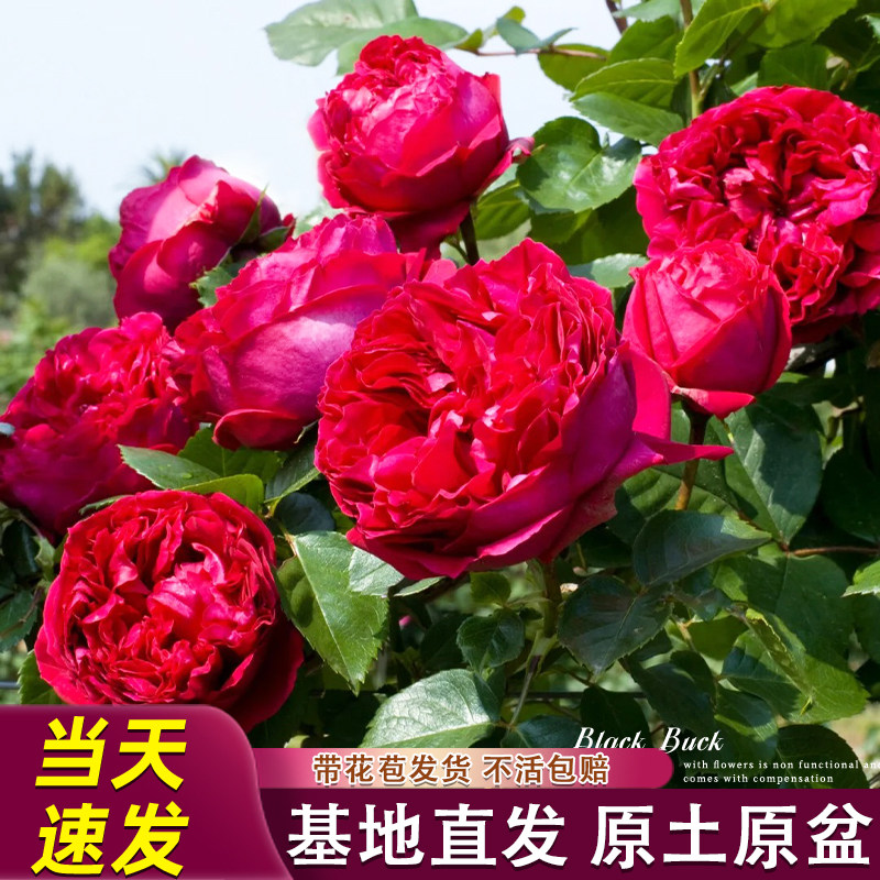 红色龙沙宝石月季花苗灌木爬滕多季开花庭院阳台浓香花卉盆栽好养