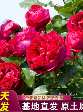 红色龙沙宝石月季花苗灌木爬滕多季开花庭院阳台浓香花卉盆栽好养