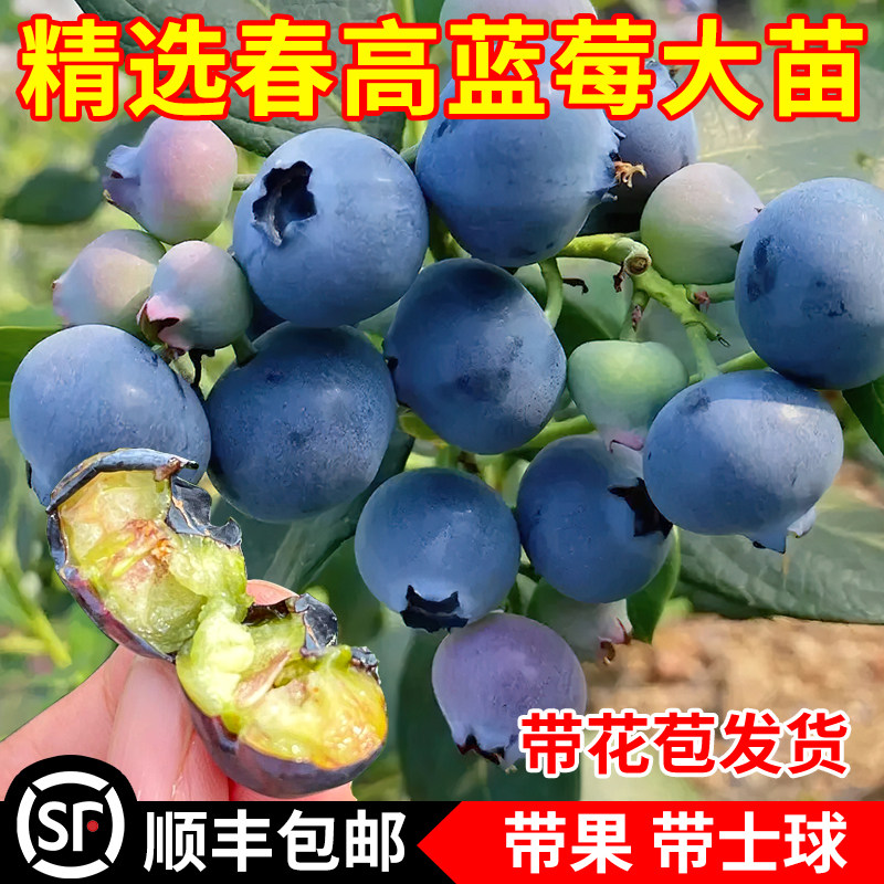 春高蓝莓苗南北方庭院地栽种植果树特大阳台盆栽带土带叶当年结果