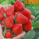 种植带土 天狼新款 奶油草莓苗苗四季 家庭阳台水果苗章姬白雪公主