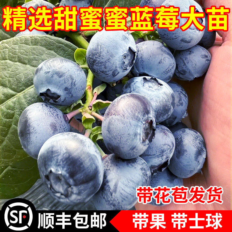 甜蜜蜜蓝莓苗耐寒南北方室外地栽蓝莓树果苗阳台盆栽特大当年结果