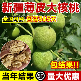 纸皮核桃树果苗嫁接苗北方耐寒南方高产活苗新疆大核桃苗当年结果