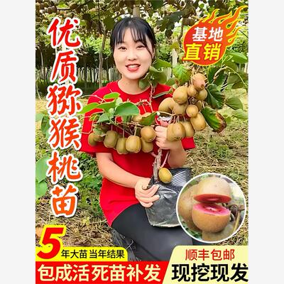 猕猴桃树果苗红心徐香软