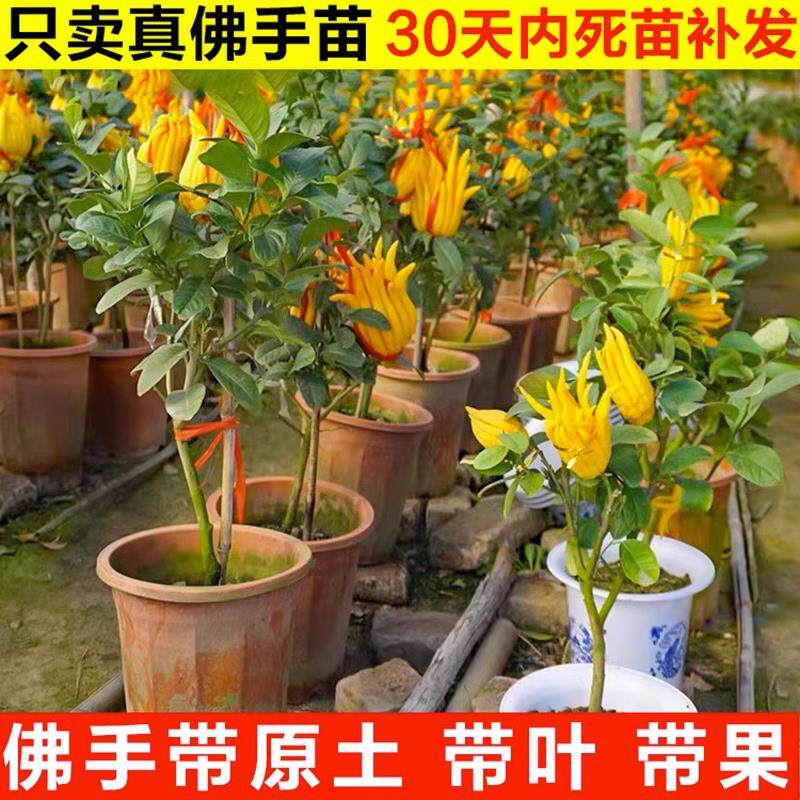 带果阳台室内盆栽庭院花卉金佛手树苗千佛手瓜水果树苗佛手柑盆栽