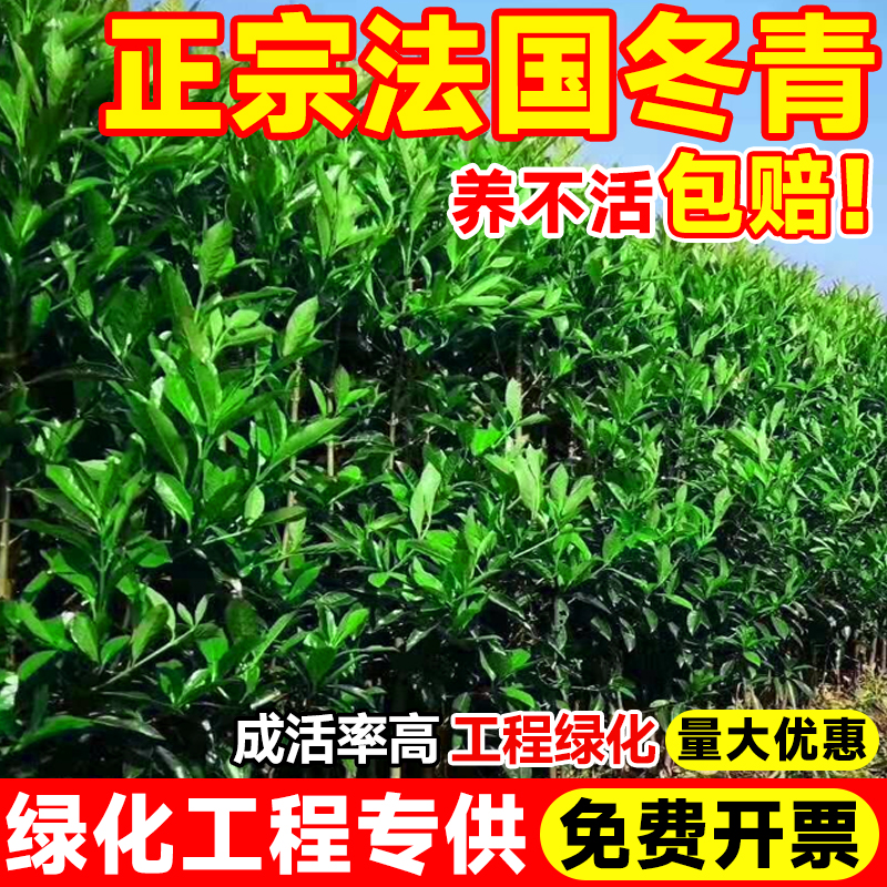 法国冬青树苗篱笆围墙苗