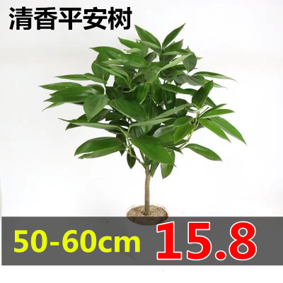 大型绿植平安树净化空气盆栽客厅办公室四季常青植物花卉甲醛植物