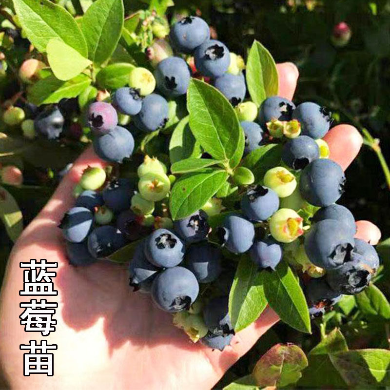 特大果优瑞卡蓝莓树苗盆栽苗奥尼尔蓝莓苗南方种植兔眼蓝莓苗北方