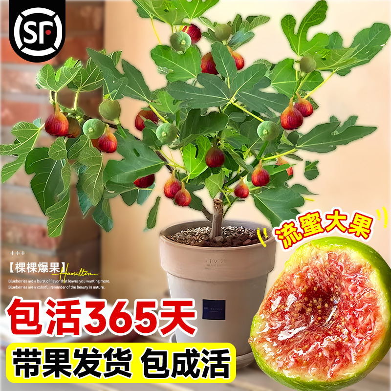 无花果树果苗特大果带土