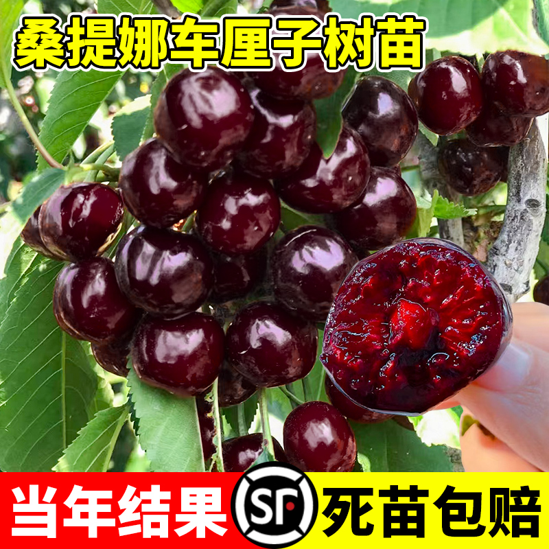 桑提娜车厘子树苗矮化嫁