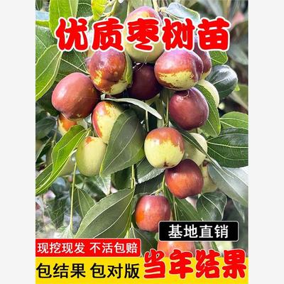 枣树果苗特大冬枣红枣青