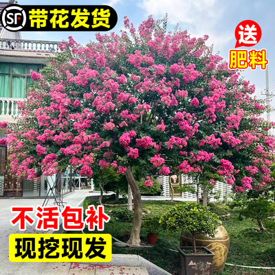 紫薇花树苗盆栽百日红花卉庭院老桩别墅室外绿化植物庭院大苗四季