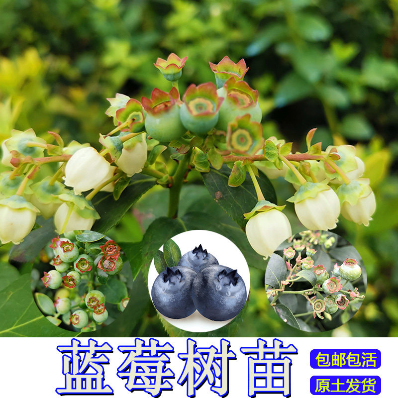 蓝莓苗 盆栽带花果蓝莓盆栽果树苗 蓝莓树果苗 蓝梅苗 树苗南方