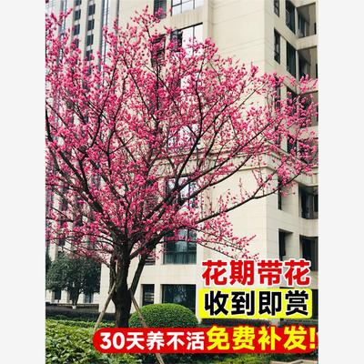 耐寒红梅花树苗地栽庭院