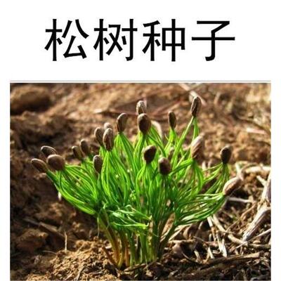 油松种子松树印度雪松黑松金钱松马尾松湿地松华山松白皮松落叶松