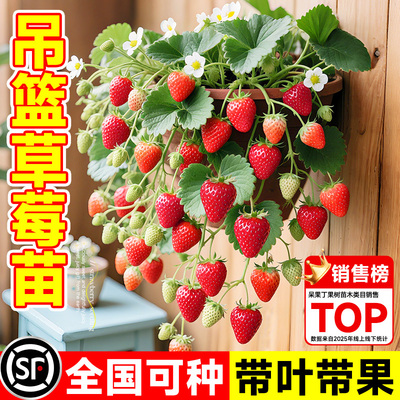 吊篮草莓苗原盆原土四季