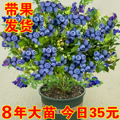 蓝莓树果苗南方北方种植盆栽带果天后奥尼尔大果蓝莓苗薄雾蓝梅树