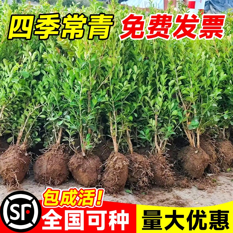 小叶黄杨树苗冬青瓜子庭院绿化树苗四季常青植物室外风景树苗大全