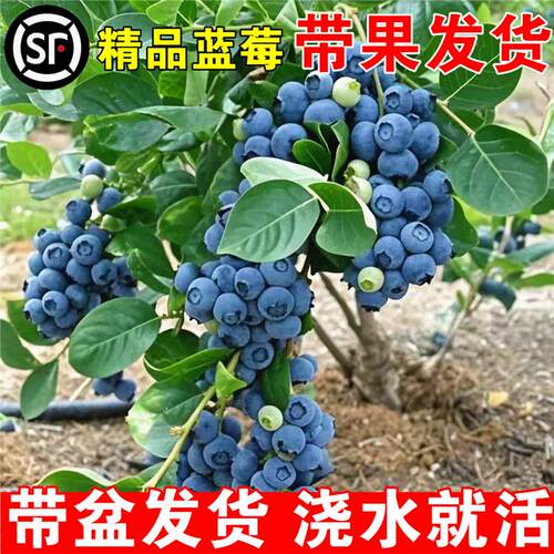 l25蓝莓树果苗盆栽f6奥尼