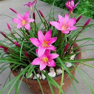 风雨兰种球重瓣韭兰葱兰花苗石蒜庭院花坛四季花卉绿植盆栽种子