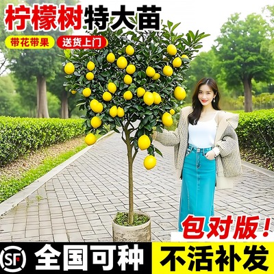 香水柠檬树盆栽带果可食