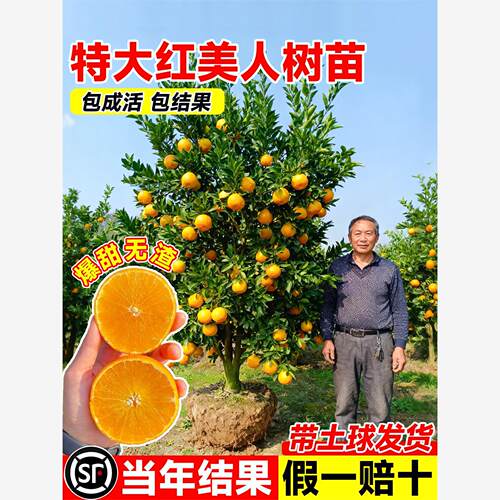 正宗红美人柑橘树苗象山
