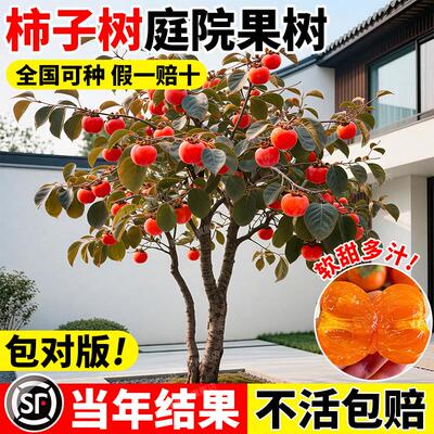 柿子树果苗庭院嫁接南北