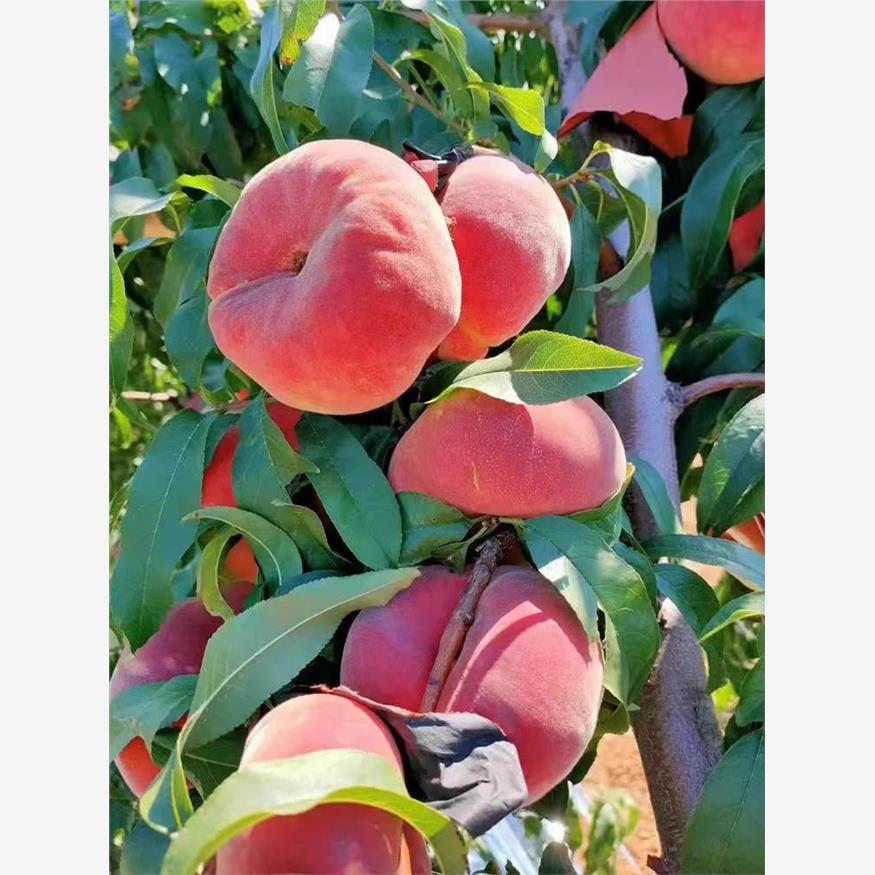 蟠桃树果苗南北方庭院地