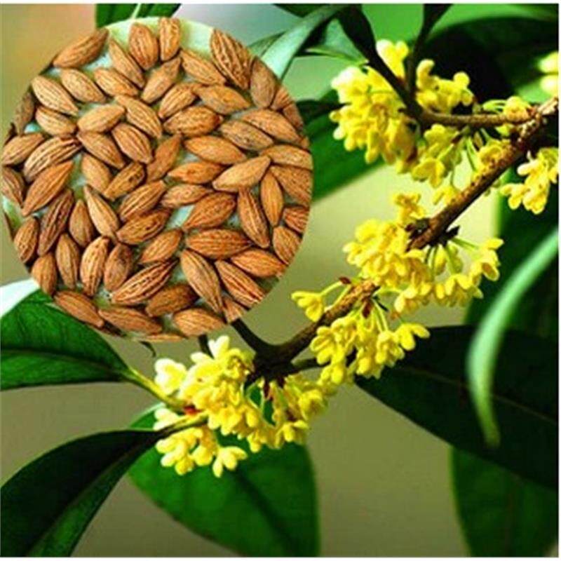 花卉种子 桂花树种子 丹桂 日香桂 沉香桂 金桂 朱砂桂已沙藏催芽